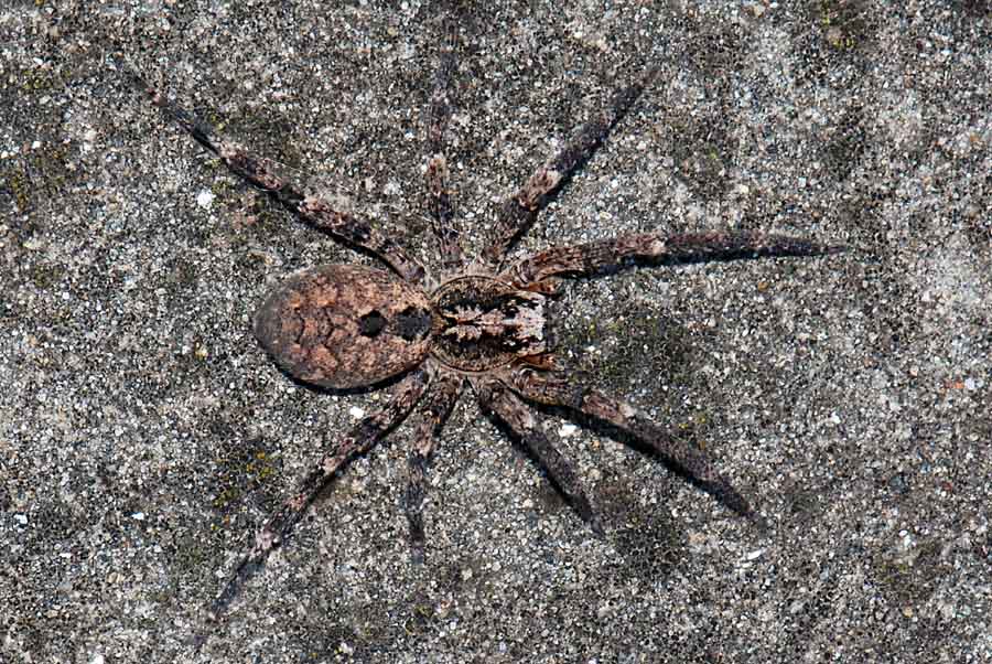 Zoropsis sp.